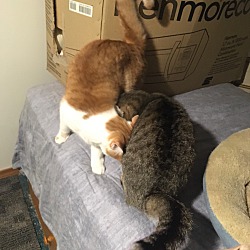 Photo of Buttercup bonded with Shelley