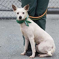 adopt a pet
