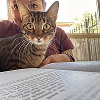 adopt a pet