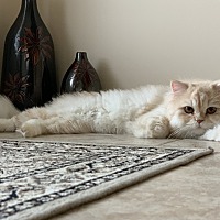 adopt-pet