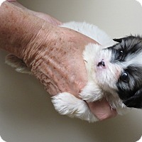 ORANGE COUNTY, CA - Shih Tzu. Meet Pebbles a Pet for Adoption.