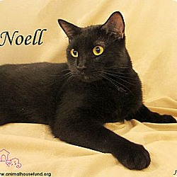 Thumbnail photo of Noell #1