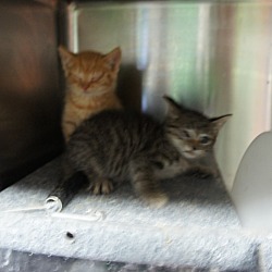 Thumbnail photo of Navy Kittens (4) #2