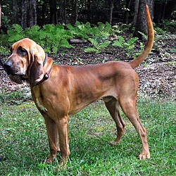 Thumbnail photo of Max the Bloodhound #1