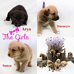 Thumbnail photo of Game of Thrones Litter #2