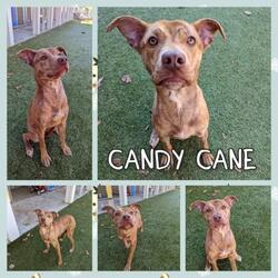 Thumbnail photo of Candy *IN FOSTER* #1