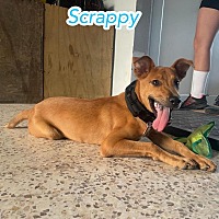 Photo of Scrappy Doo