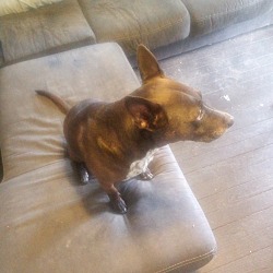 Photo of Cocoa