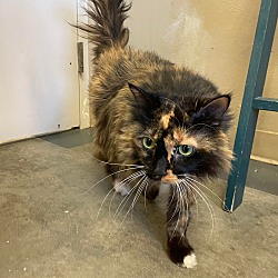 Photo of Dixie