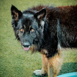 Thumbnail photo of SWEENEY-A2146809 #2