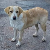 adopt-pet