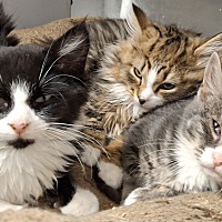 adopt a pet