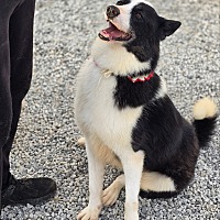 adopt-pet