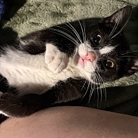 LIMP BIZKIT - Domestic Shorthair available for adoption