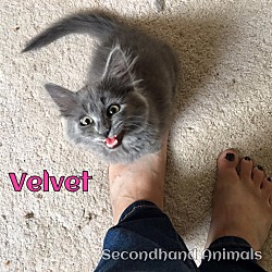 Thumbnail photo of Velvet #1