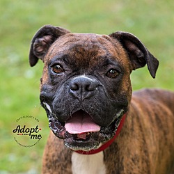 Cincinnati, OH - Boxer. Meet Dozer a Pet for Adoption.