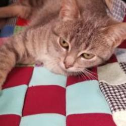 Ogemaw County Humane Society In West Branch Michigan