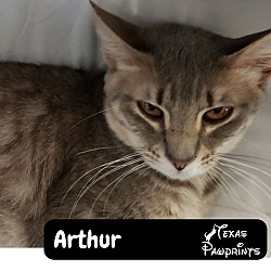 Thumbnail photo of Arthur #1