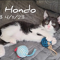 Photo of Hondo