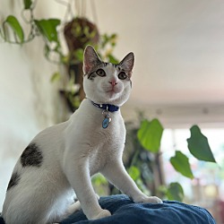 Photo of Picadillo