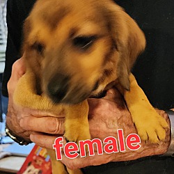 Thumbnail photo of Daisy's Puppies (Females) #4