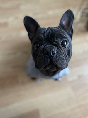West Hartford, CT - French Bulldog. Meet Pickles a Pet for Adoption ...