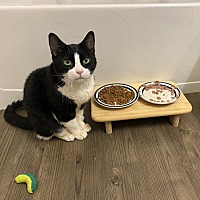 adopt a pet