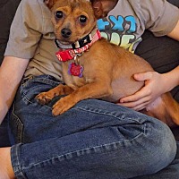 adopt a pet