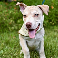 adopt a pet