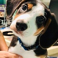 adopt a pet