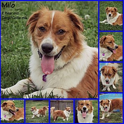 Thumbnail photo of Milo-Adoption Pending #2