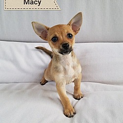 Thumbnail photo of Macy #1