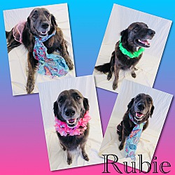 Photo of Rubie - Pawsitive Direction