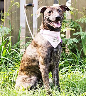 Dog grass pee pad petsmart hot sale