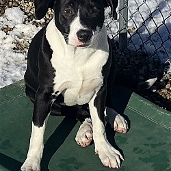 Photo of (pending) Toby - 5 month old male Curr mix