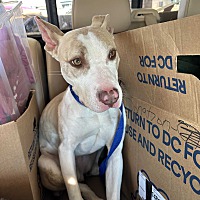 adopt a pet