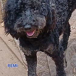 Photo of REMI   985113008301892