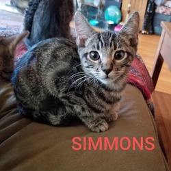 Thumbnail photo of Simmons #1