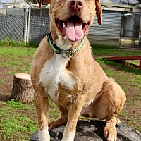 adopt-pet