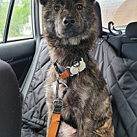 adopt-pet