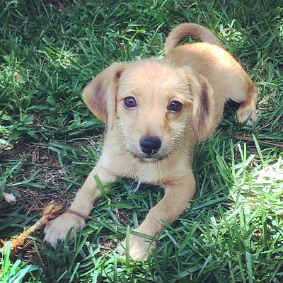 Macon, GA - Dachshund/American Eskimo Dog. Meet Lilo a Pet for Adoption ...