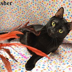 Thumbnail photo of Thrasher #2
