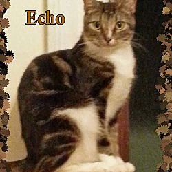 Thumbnail photo of Echo #1