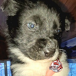 Photo of Male puppy #2