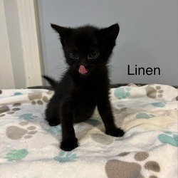 Photo of Linen