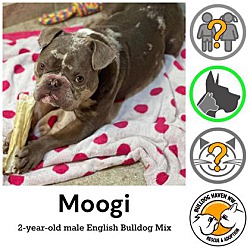 Thumbnail photo of Moogi #1