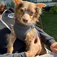 adopt a pet