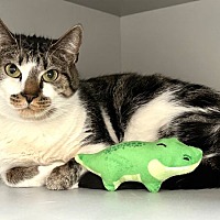 adopt a pet