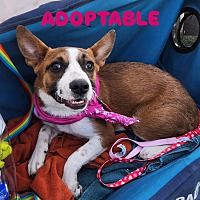 adopt-pet