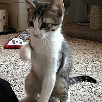 adopt-pet